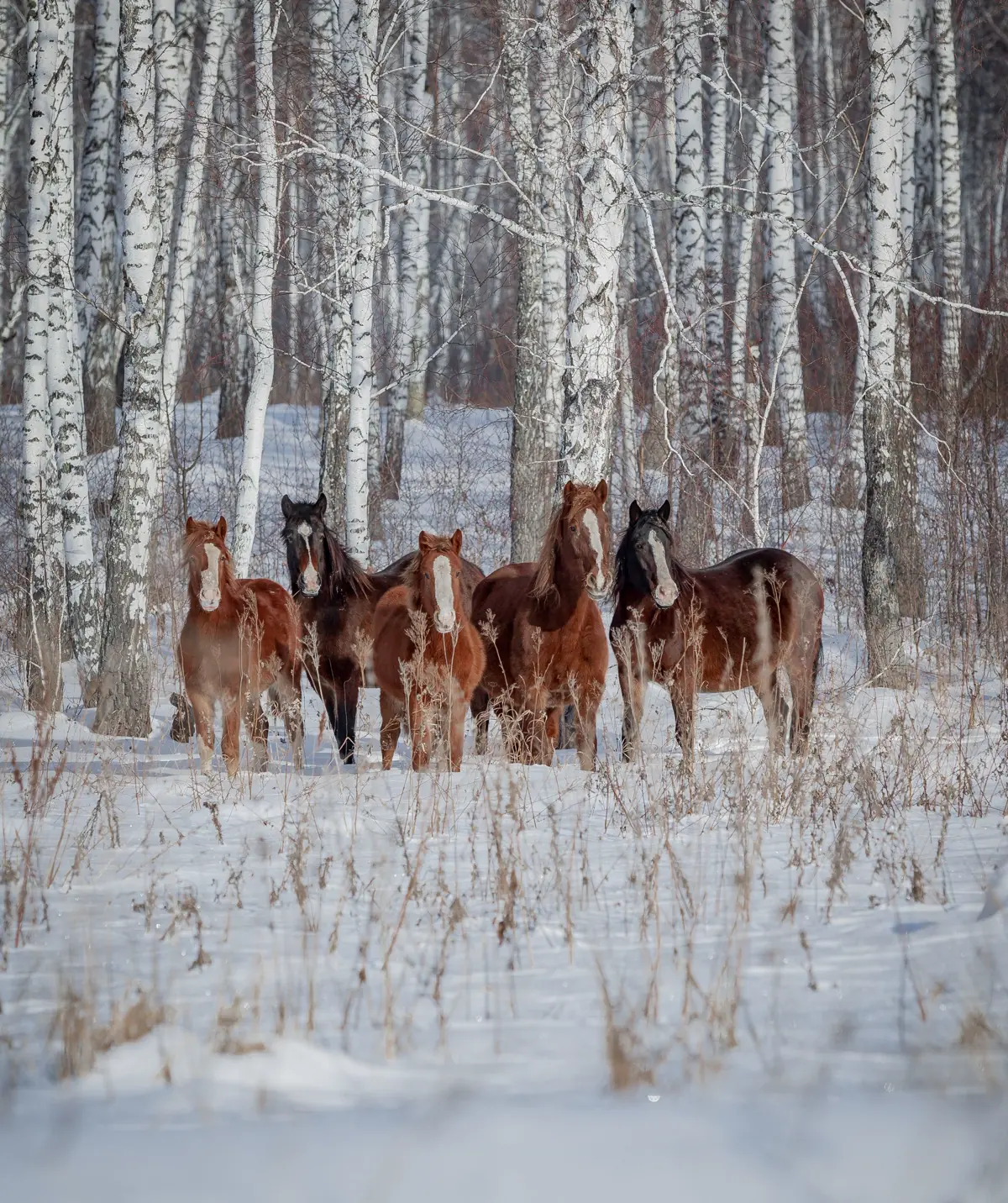 Five horses standing in snow among white birch trees.
